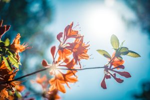 How to Choose the Best Psychotherapist